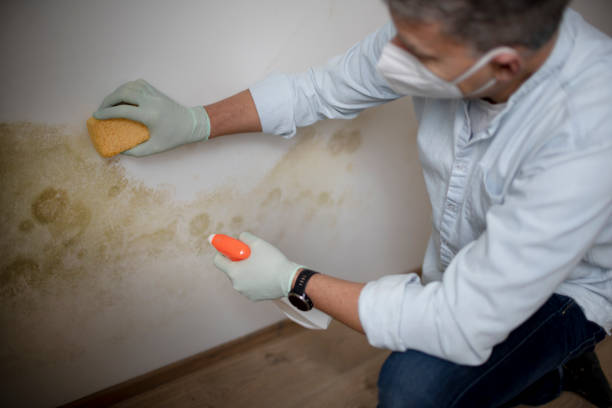 Best Basement Mold Remediation in Beesleys Point, NJ