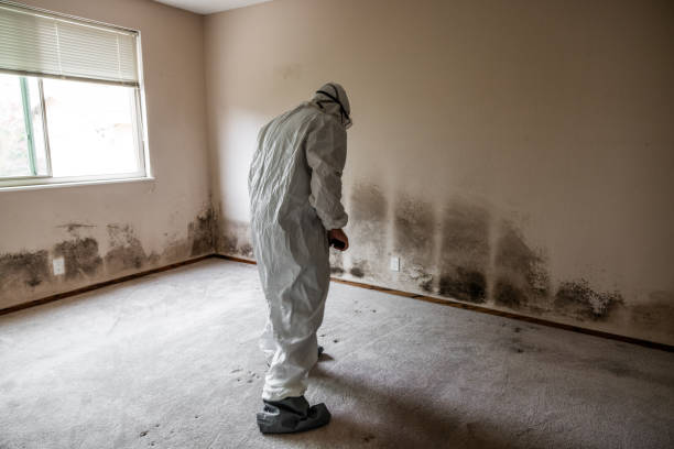 Best Crawl Space Mold Remediation in Beesleys Point, NJ