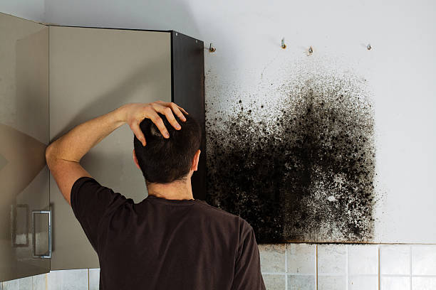 Best Basement Mold Remediation in Beesleys Point, NJ