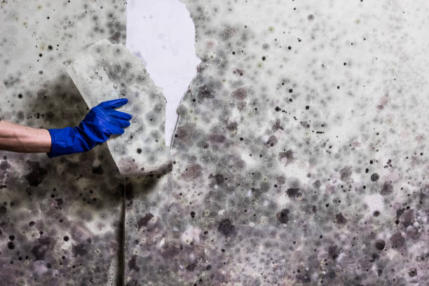 Best Residential Mold Remediation in Beesleys Point, NJ