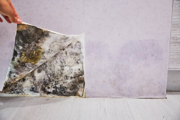 Best Residential Mold Remediation in Beesleys Point, NJ